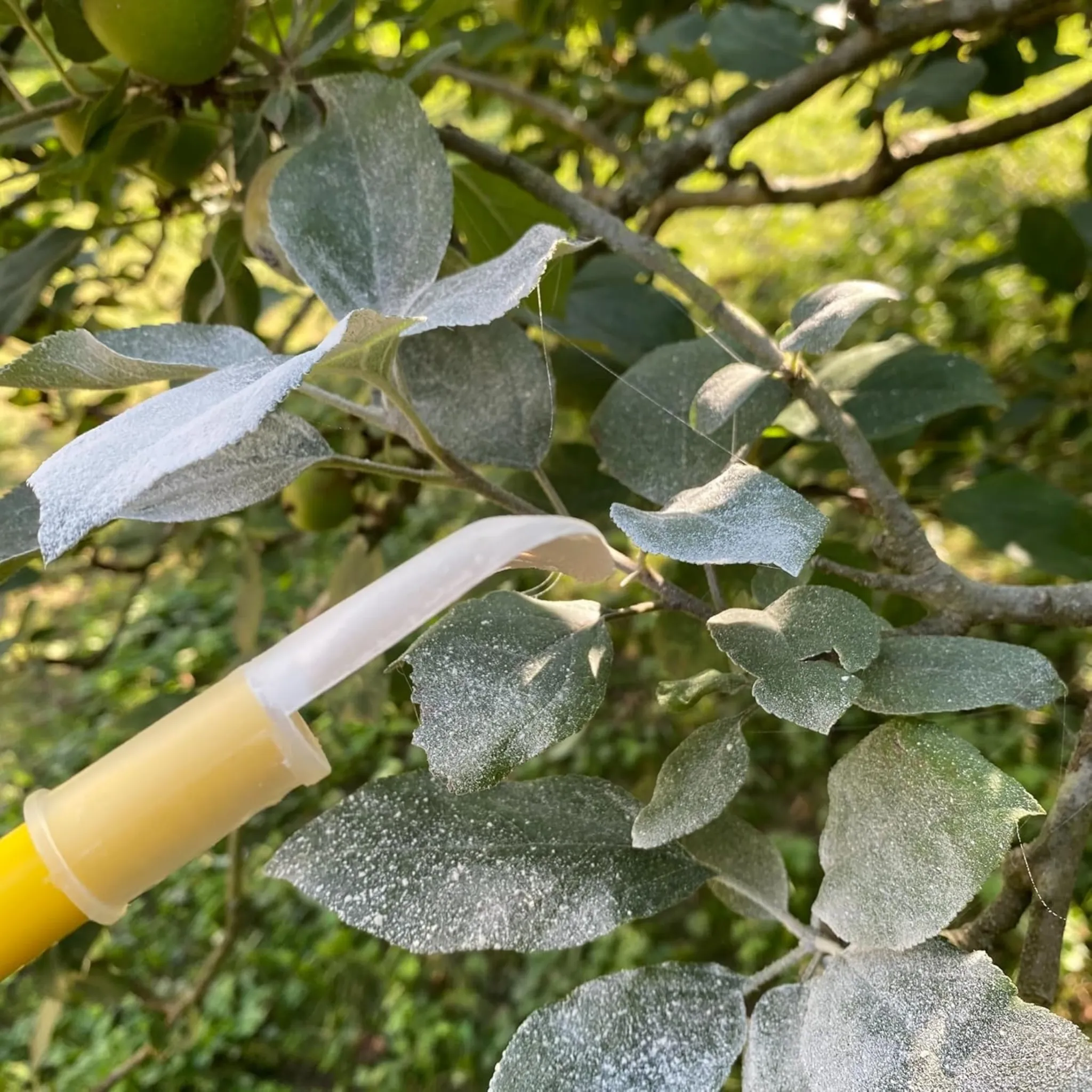 Espolvoreador Bazoca 750 gr - Matabi - Image 3