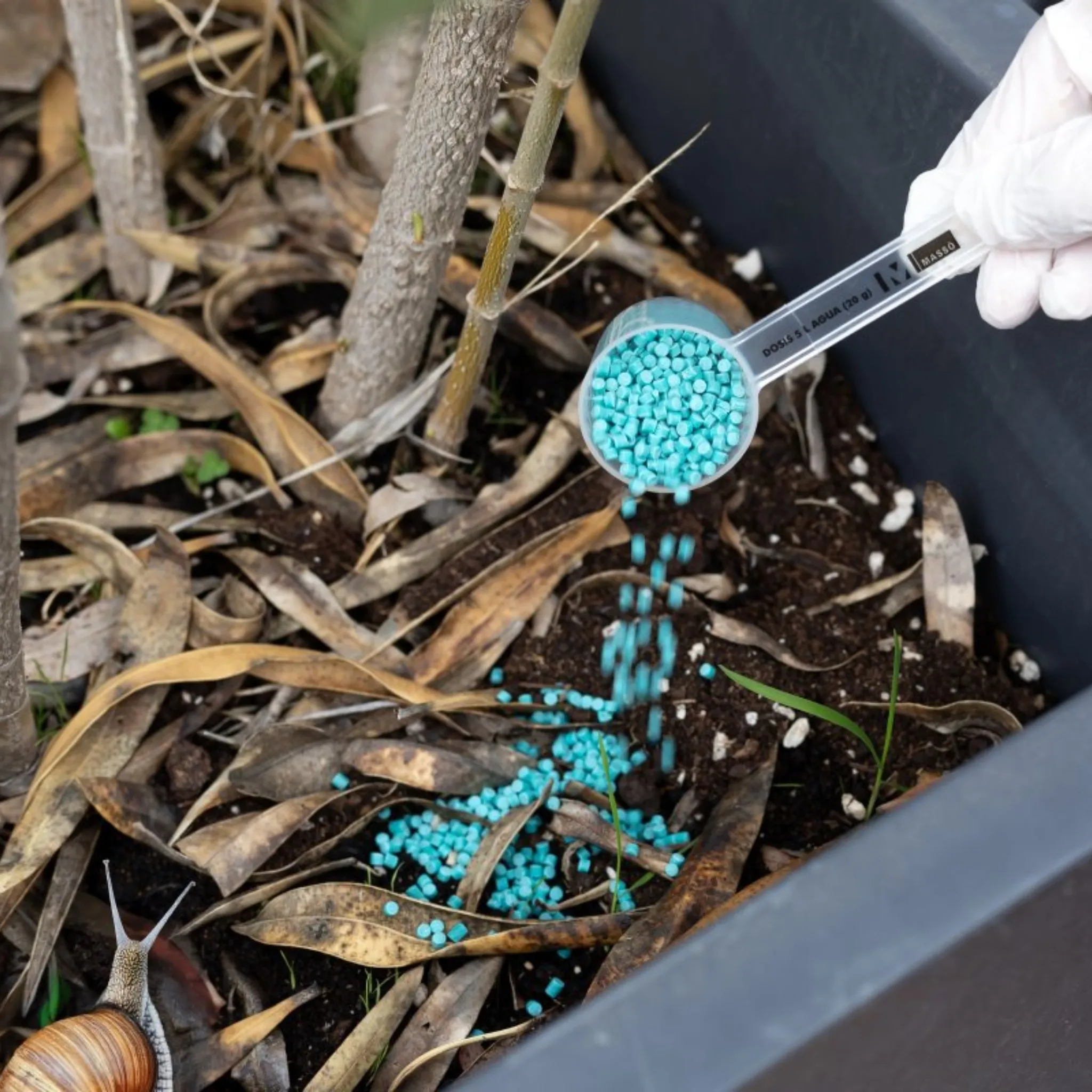 Matacaracoles Caraquim 3 GB 500 gr - Masso - Image 4