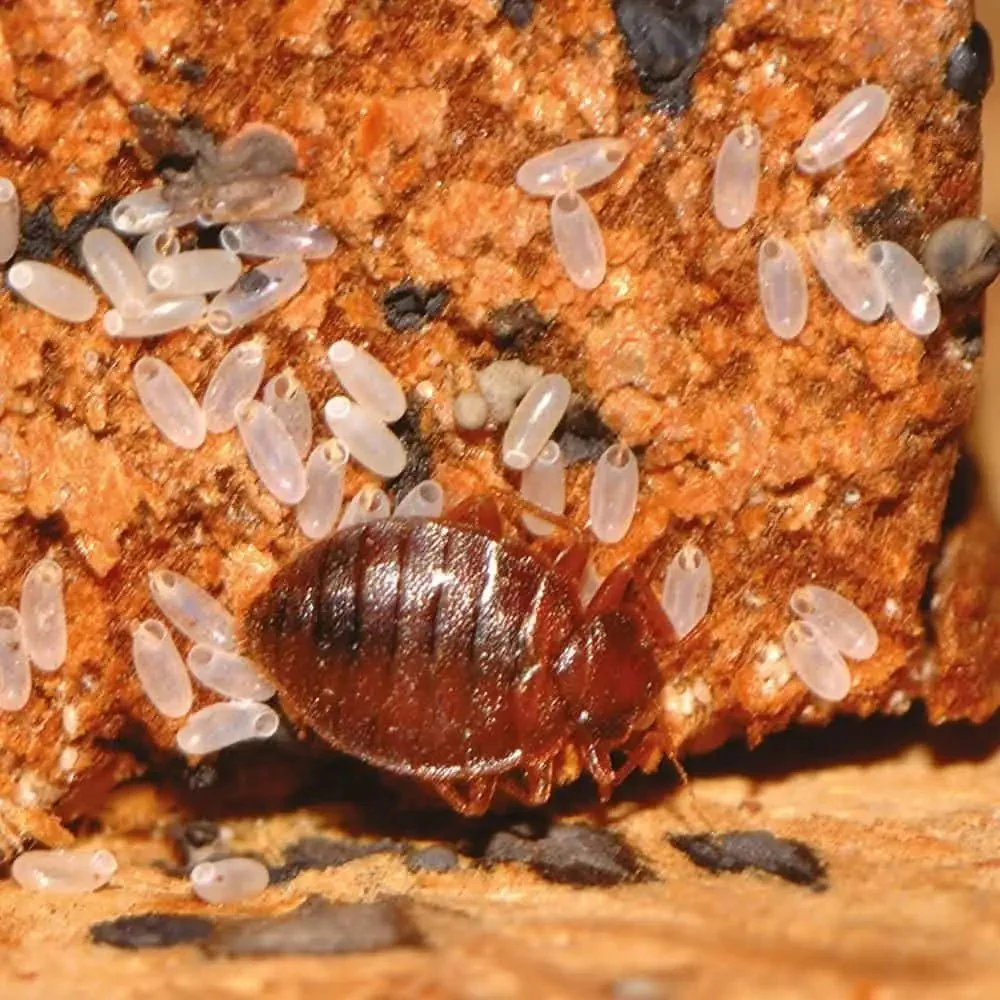 Vaporeta Cimex Eradicator Anti Chinches e Insectos - Polti - Image 7